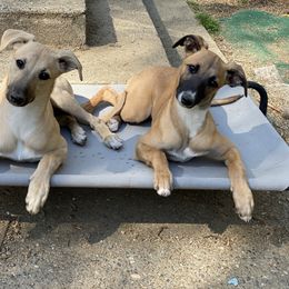 Whippet Puppies from QuiXand Performance Whippets