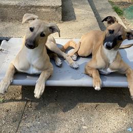 Whippet Puppies from QuiXand Performance Whippets