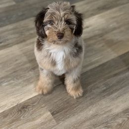 Aussiedoodle, Cavalier King Charles Spaniel, Cavapoo, and Labradoodle Puppies from Mc Doodles of Texas LLC