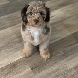 Aussiedoodle, Cavalier King Charles Spaniel, Cavapoo, and Labradoodle Puppies from Mc Doodles of Texas LLC