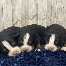 Bernese Mountain Dog Puppies from Blue Peak Berners