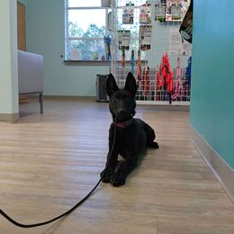Flip - xDutch Shepherd puppy from Crystal Coast Canine Training