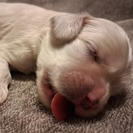 Fern - Buff female Cocker Spaniel puppy in Crossville, Tennessee from Timber Sunrise Cockers