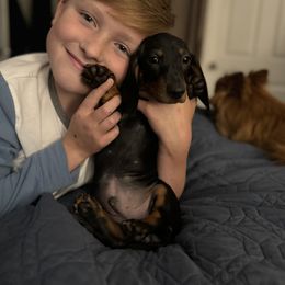 Dachshund Puppies from Little Legs Miniature Dachshunds