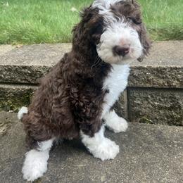Bernedoodle Puppies from Lovey Dovey Bernedoodles