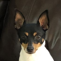 Toy Fox Terriers from K's Toy Fox Terriers