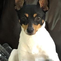 Toy Fox Terriers from K's Toy Fox Terriers
