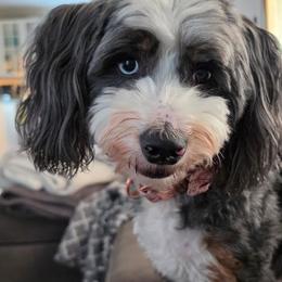 Bernedoodle Puppies from NLB Mini Bernedoodles