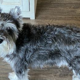 American Corgis, Dachshunds, Miniature Schnauzers, and Pembroke Welsh Corgis from Johnson Family Corgis and more
