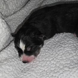 Big boy - Agouti and white male Siberian Husky puppy in Kansas City, Missouri from Anuun's Huskies