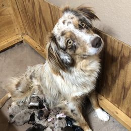 Red Raven - Miniature Australian Shepherd