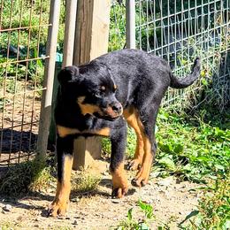 White girl - Black and mahogany female Rottweiler puppy in Cartersville, Virginia from Vom Heldenhaft Rottweilers
