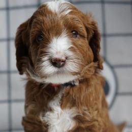 Rafiki - Red male Australian Labradoodle puppy in Fontana, California from Glory Labradoodle’s