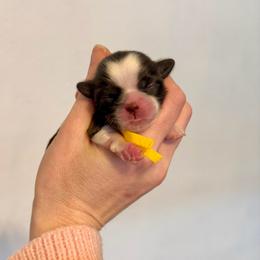 Rose - Liver and white female Shih Tzu puppy in Stroud, Oklahoma from Laik’s Little Shihtz & Poms