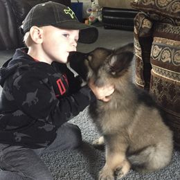 German Shepherd Puppies from Silver Elite Shepherds