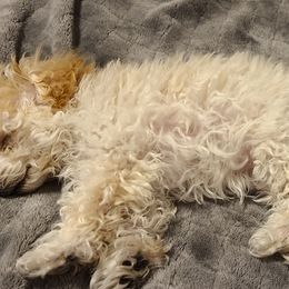 Aussiedoodle, Poodle, and Toy Australian Shepherd Puppies from Heartland Ranch