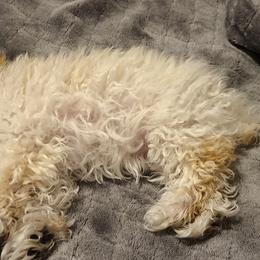 Aussiedoodle, Poodle, and Toy Australian Shepherd Puppies from Heartland Ranch