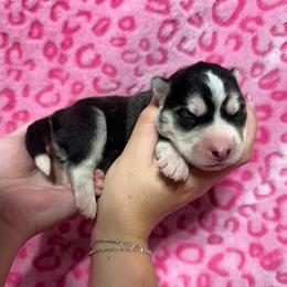 AKC Queen - Black and white female Siberian Husky puppy in Centreville, Maryland from Huskies By the Bay