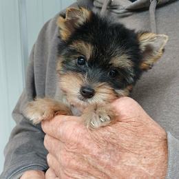 Boy 2 - Black and gold male Yorkshire Terrier puppy in Jamestown, Tennessee from Green Ridge
