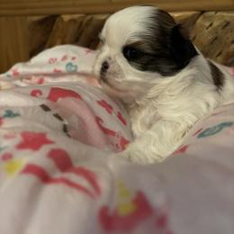 Birdie - Liver and white female Shih Tzu puppy in Bluffton, South Carolina from Cuddly Coastal Cuties