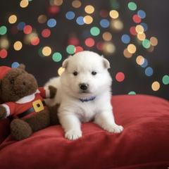 Sport - White male American Eskimo Dog puppy in Westwego, Louisiana from Connie's American Eskimo Dogs and Mini Australian Shepherd Dogs