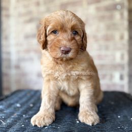 Anna (Orange) - Caramel red female Australian Labradoodle puppy in San Antonio, Texas from Pinnacle Labradoodles