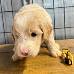 Yellow collar male - Parti male Goldendoodle puppy in Valdosta, Georgia from Fifth Day Farm