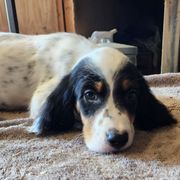 English Setter Puppies from Woodsway Kennel