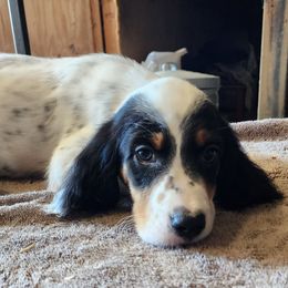 English Setter Puppies from Woodsway Kennel