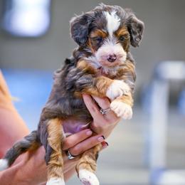 Peter - Blue merle male Bernedoodle puppy in Dundee, Ohio from Down Home Doodle