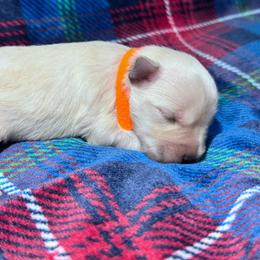 Male 1 - White male Miniature Schnauzer puppy in Seagoville, Texas from JC miniature schnauzers
