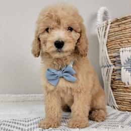 Waffles - Apricot male Goldendoodle puppy in Temecula, California from Oodles O'Doodles
