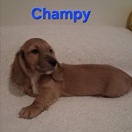 Champy - Cream male Dachshund puppy in Bakersfield, California from Dachshund Love