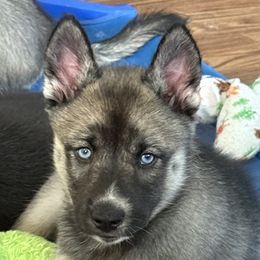 Bell - Agouti and white female Siberian Husky puppy in Fairborn, Ohio from Haven of Free Spirits