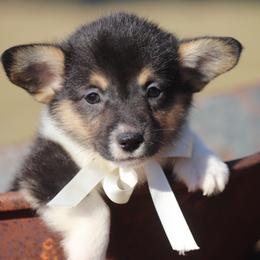 Boy 3 Tan - Black and tan male Pembroke Welsh Corgi puppy in Ville Platte, Louisiana from Flat town corgis
