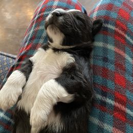 Aussiedoodle, Australian Shepherd, and Miniature Australian Shepherd Puppies from Amie's Aussies & Doodles