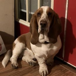 Basset Hounds from Prairie Trail Bssets
