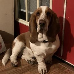 Basset Hounds from Prairie Trail Bssets