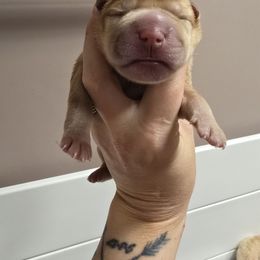 Lucy - Red fawn female Chinese Shar-Pei puppy in Rome, Pennsylvania from Maynard Hills Chinese Sharpeis