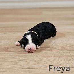 Freya - Tri-color female Bernedoodle puppy in Guthrie, Oklahoma from Edmond Doodles, LLC
