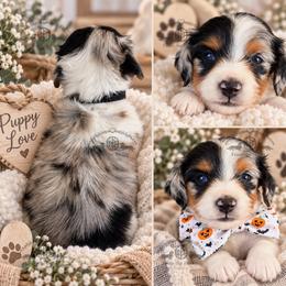 Mr. Black-4000 - Dapple male Dachshund puppy in Sparr, Florida from From the Heart Doxies