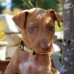 Pharaoh Hound Puppies from ACE Pharaoh Hounds