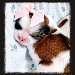 Shih Tzu Puppies from Trinity Shihtzu's So Calif