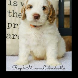 Boy 1 - Apricot male Australian Labradoodle puppy in Florence, New Jersey from Royal Manor Labradoodles