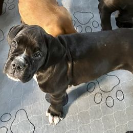 Female 1 - Brindle female Boxer puppy in Eagle, Idaho from Eagle ID Boxers