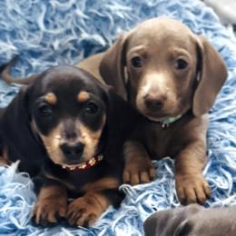 Dachshund puppies from De Blue Dachshunds