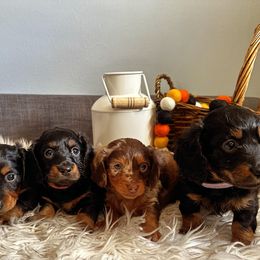 Dachshund Puppies from Steamboat Sausage Squad