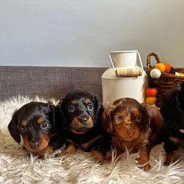 Dachshund Puppies from Steamboat Sausage Squad