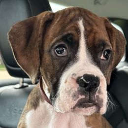 Boxers from House of Onyx Boxers