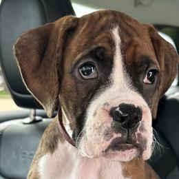 Boxers from House of Onyx Boxers